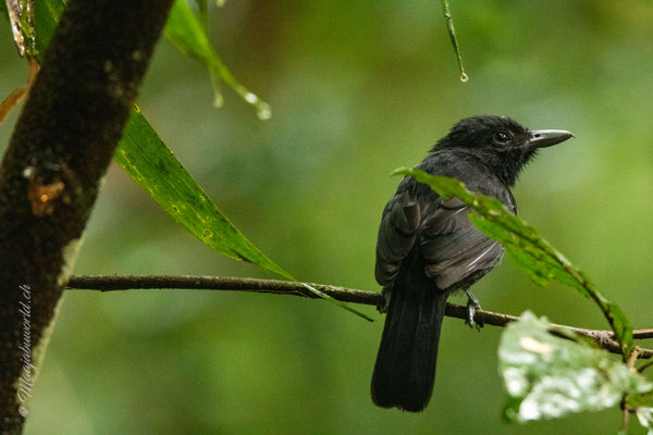 Manuel Antonio NP
