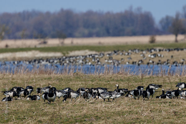 Nonnengans / Barnacle Goose