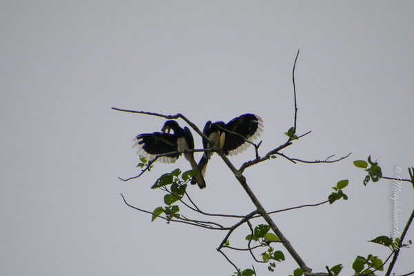 Ein Päärchen. Links das Weibchen, rechts das Männchen.... / left side female, right side male...