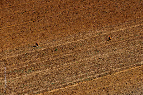 Ein Feld mit Fasanen