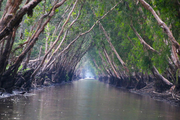 Mangrove forest (Tra su forest)