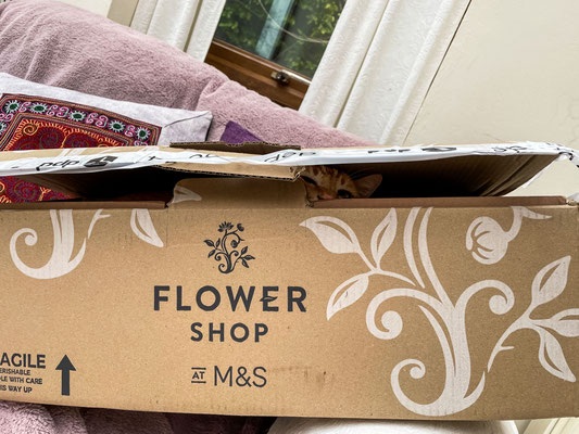 lustige Blumen ;-) | special flowers ;-)