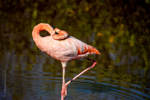 Flamingo-Yoga