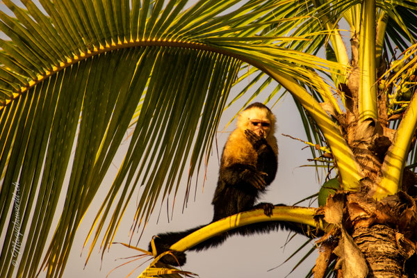 White Faced Monkeys