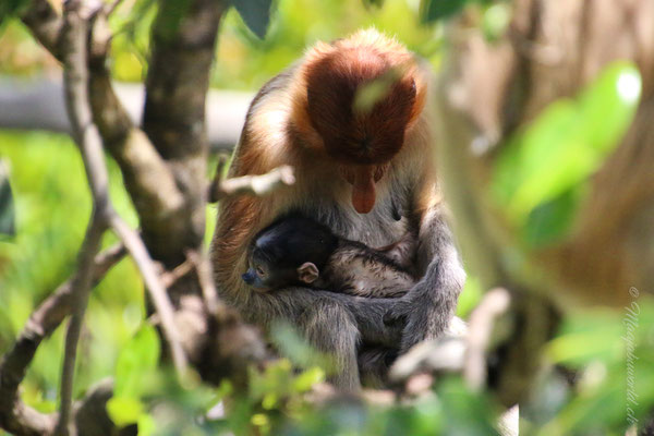 Nasenaffen / Proboscis Monkeys