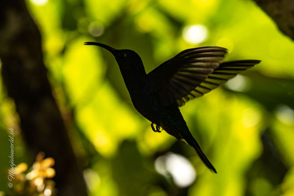 Monteverde
