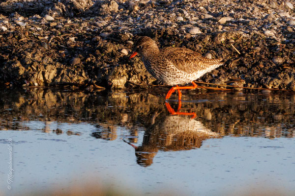 Rotschenkel / Common Redshank