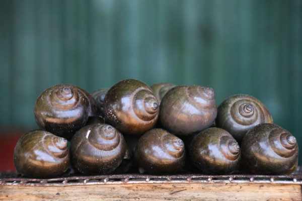 Schnecken?! Naja... wird nicht mein Lieblingsessen, aber zum probieren wars ok! / Snails won't be my favorite, but to try them was ok!