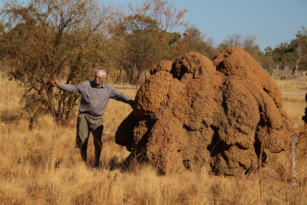 ...termite ill stop for Grant