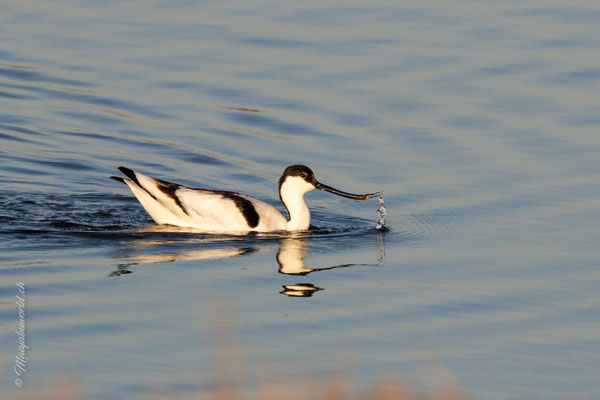 Säbelschnäbler / Pied Avocet