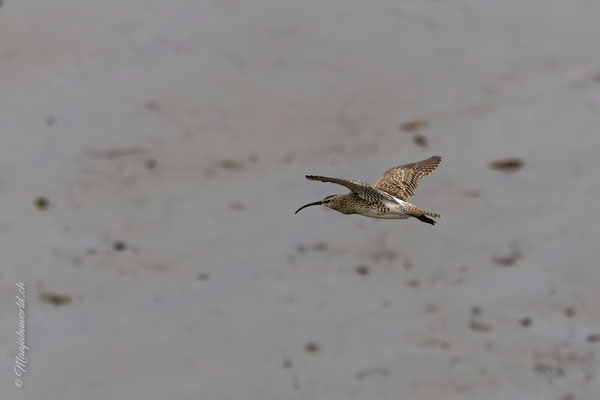 Grosser Brachvogel