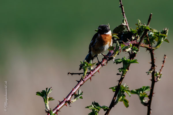 Schwarzkehlchen / European Stonechat