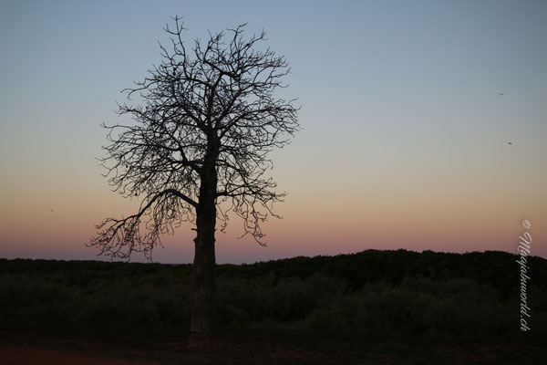 Baob trees again;-)