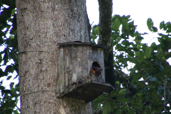 Fliegende Eichhörnchen / flying squirell