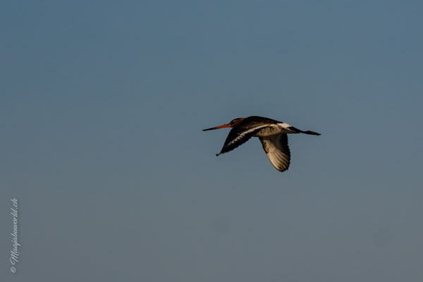 Uferschnepfe / Black-tailed Godwit