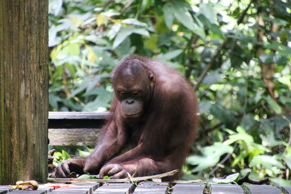 Sepilok Orang Utan Rescue Centre