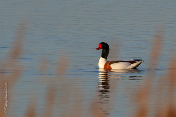 Brandgans / Common Shelduck