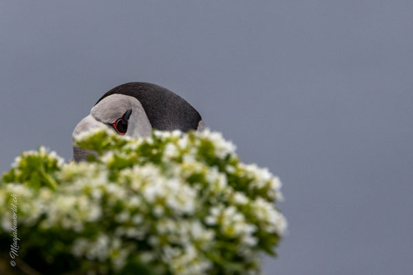 Papageientaucher (Puffin)