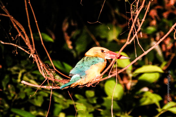 Juhui... ein Kingfisher! 