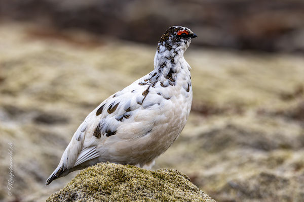 Alpenschneehuhn