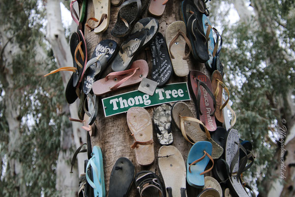 Flip Flop Tree