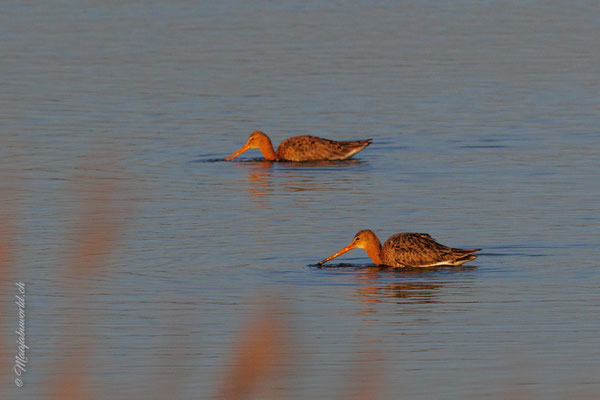 Uferschnepfe / Black-tailed Godwit