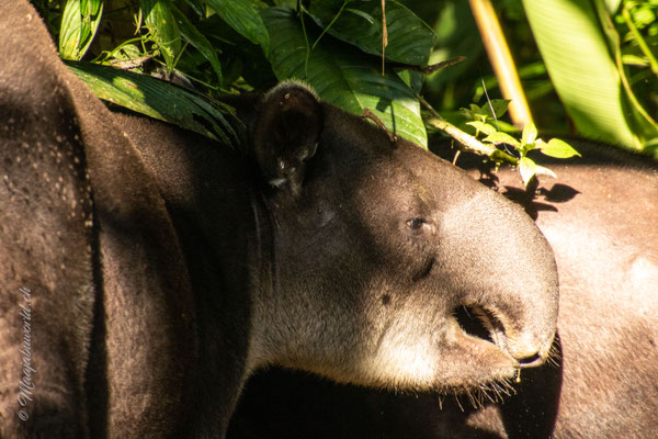 Tapir