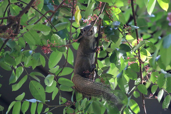 Tiere unserer Hotelanlage / Animals of the Accomoation