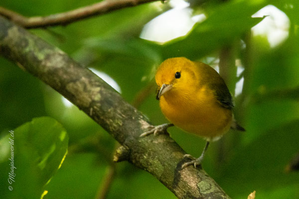 Yellow Warbler