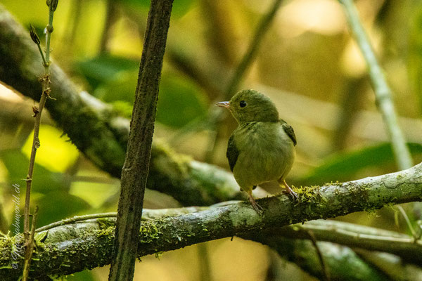 Manuel Antonio NP