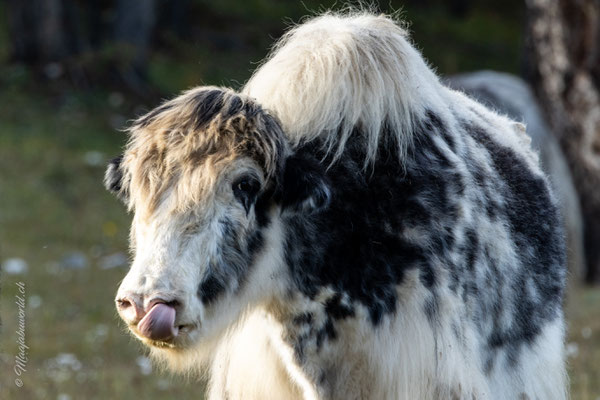 Meine erste Begegnung mit Yaks. 