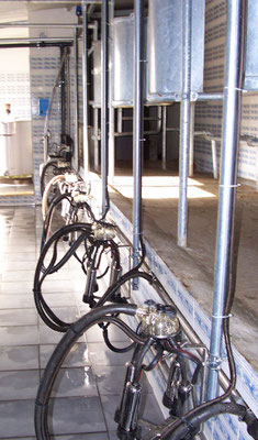 Sala di mungitura per bovini a schiena di pesce linea bassa