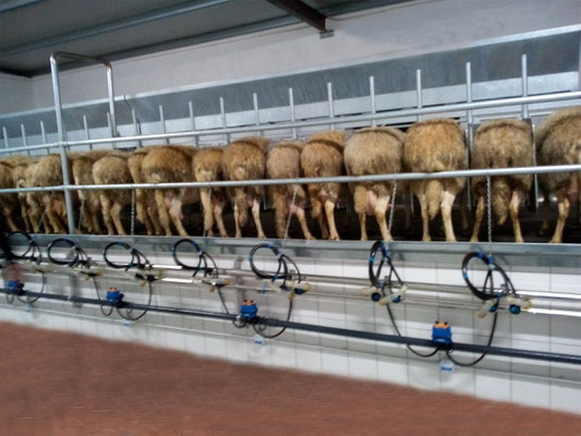 Sala di mungitura per ovicaprini linea bassa da 6 - 8 - 12 - 16 - 24 