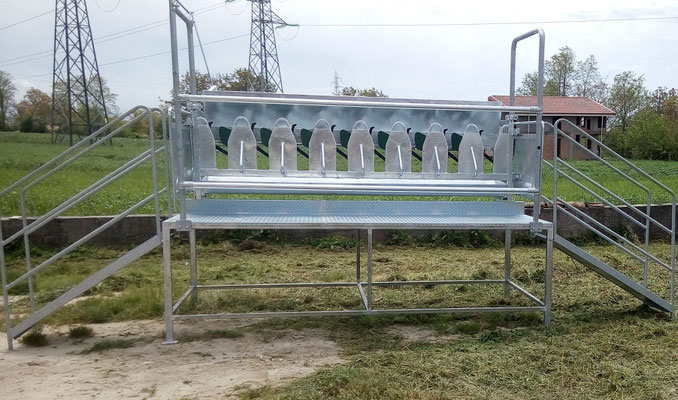Stallo autocatturante sequenziale da dodici poste, cancello entrata e uscita manuale, mangiatoia in acciaio zincato, dosatore completo di ancoraggi e bulloni (senza compressore), kit martinetto pneumatico