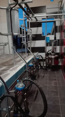 Sala di mungitura per bovini con terminale in acciaio inox