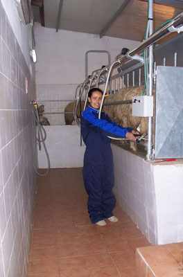 Sala di mungitura per ovicaprini da dodici poste, sei gruppi mungitori - linea alta