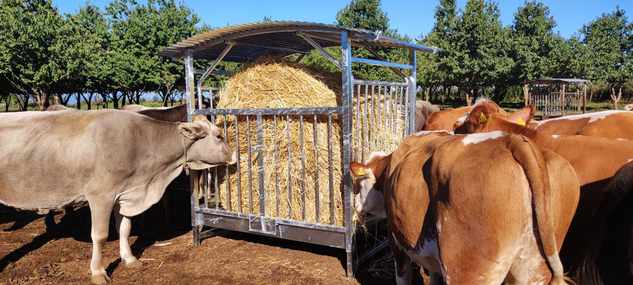 Portaballone con anti-spreco professionale per bovini, bufali e cavalli, piedi regolabili, zincato a caldo