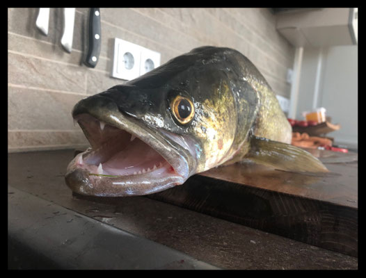 Zander, 84 cm, Köder: Köfi, 2019