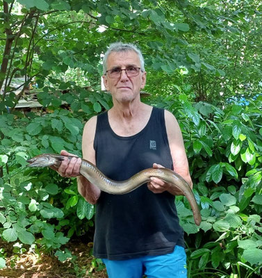 Aal, 88 cm, Köder: Tauwurm, 2023