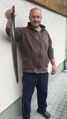 Aal, 83 cm, Köder: Tauwurm, 2022