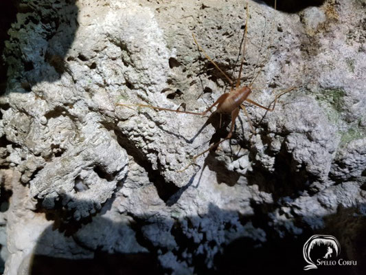 Cave cricket in the cave in Giatri (April 2019).