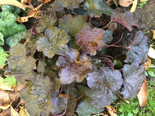 Heuchera Palace Purple