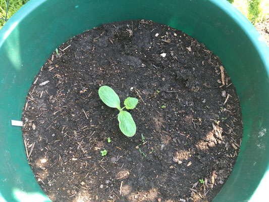 Zucchini Keimling