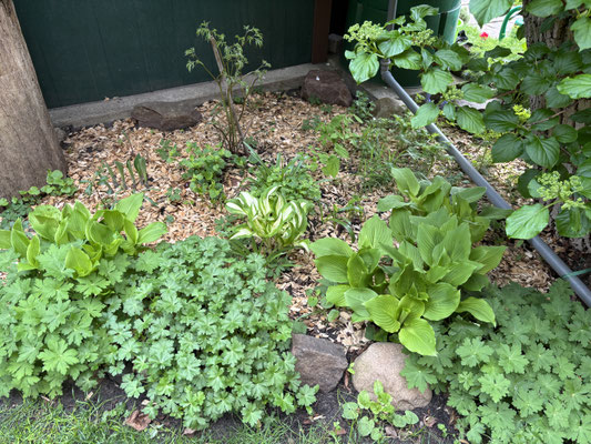 Schattenbeet im April