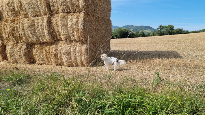 La saison des foins