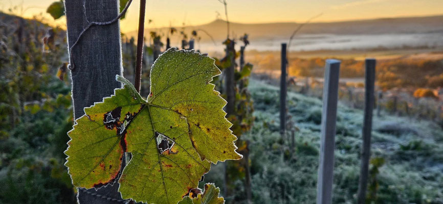 Feuille de vigne dans le vignoble de Boudes en Auvergne au coucher du soleilvv