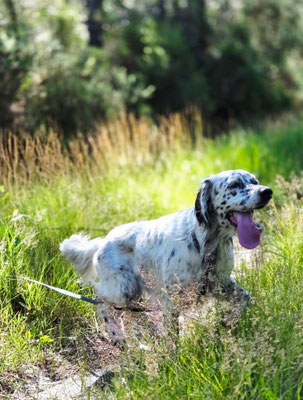 chien de chasse avec une longe