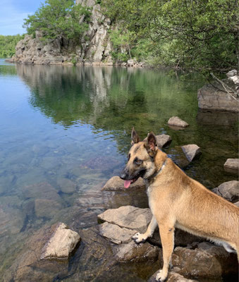chien en balade dans le Puy-de-Dôme