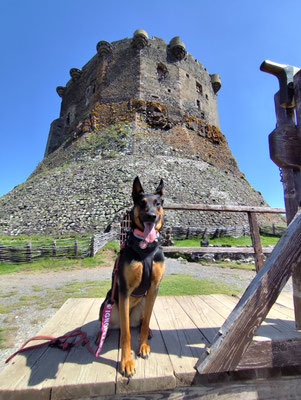 Berger allemand au pied du Château de Murol