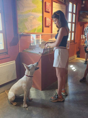 un chien dans un musée auvergnat